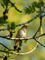 Nightingale. Photo: Gundula Vogel
