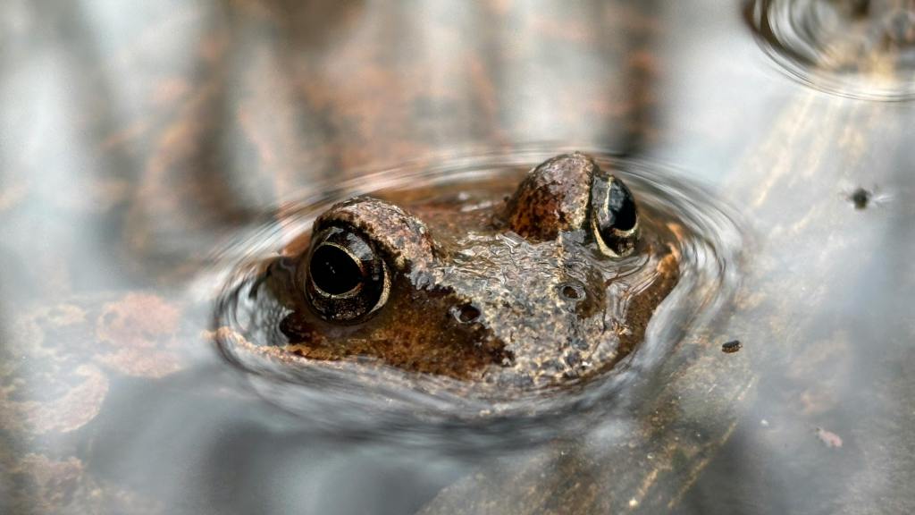 Common frog in pond