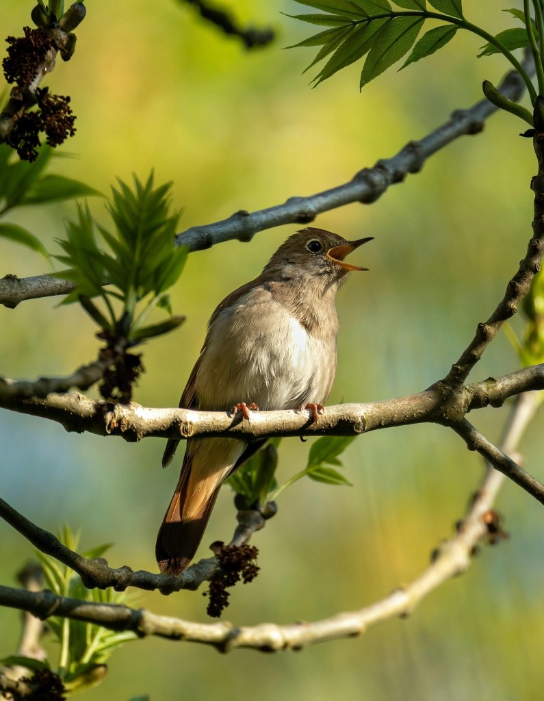 Photograph of Nightingale