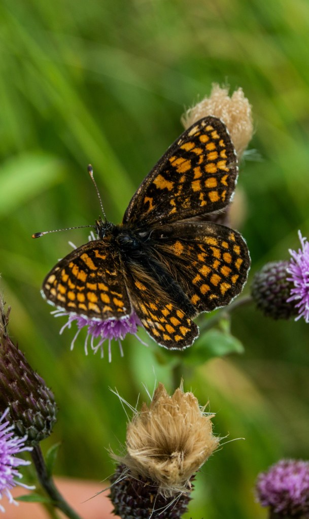 Heath Fritillary. Photo: Serafettin Ünye
