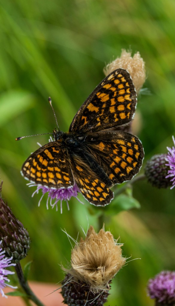 Photograph of Heath Fritillary butterfly