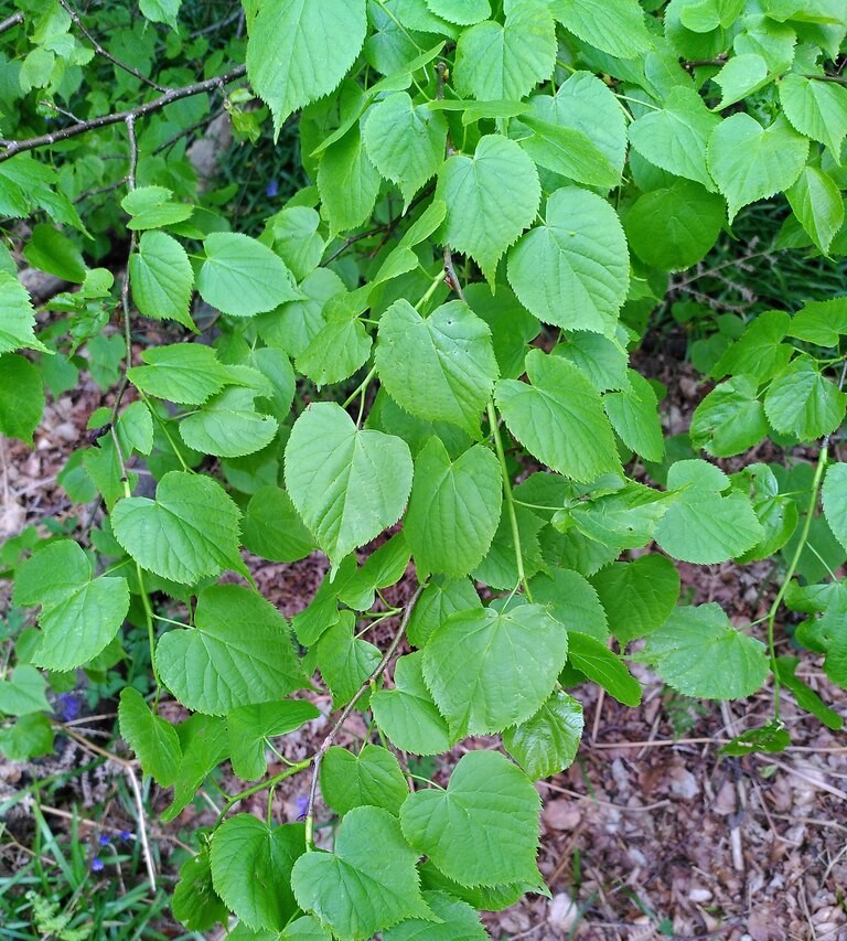 Small Leaved Lime. Photo: AJ Paxton
