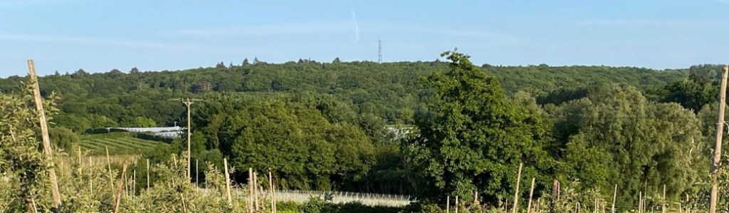 View of The Blean from Hernhill orchards